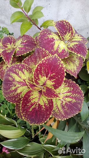 Колеусы сортовые вегетативные на срез от 50р