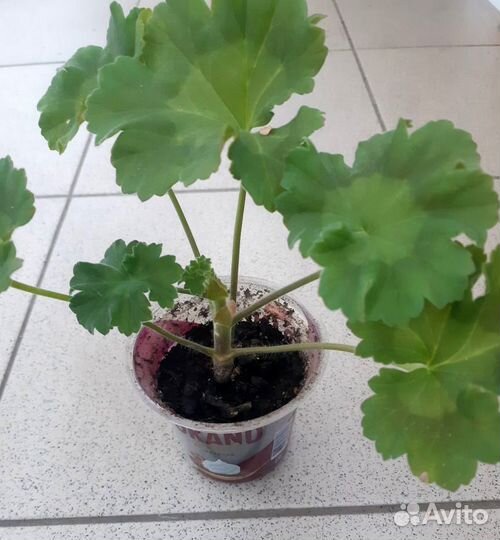 Пеларгония сортовая юв Византия