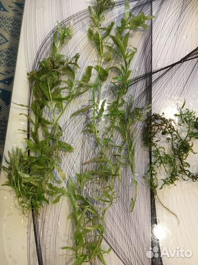 Растения аквариумные