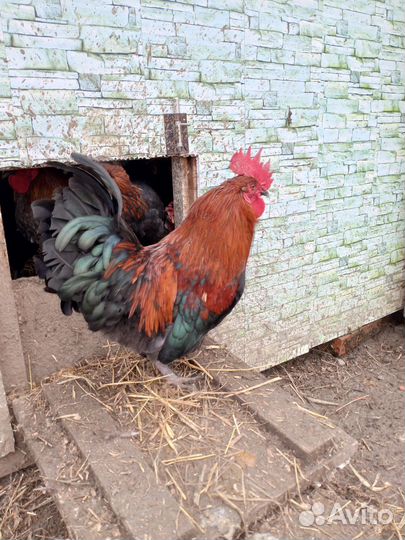 Маран молодые петухи