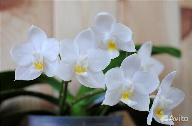 Phal. Tzu Chiang Chrisna