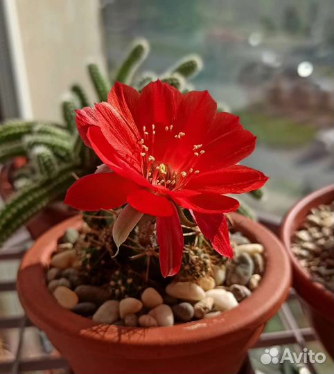 Кактусы гимнокалициум астрофитум лобивия