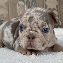 Французский бульдог, щенок