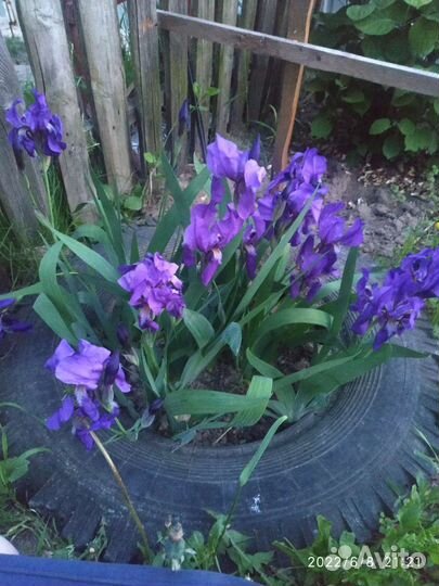 Садовые многолетники:ирисы,бадан,хризантема желтая