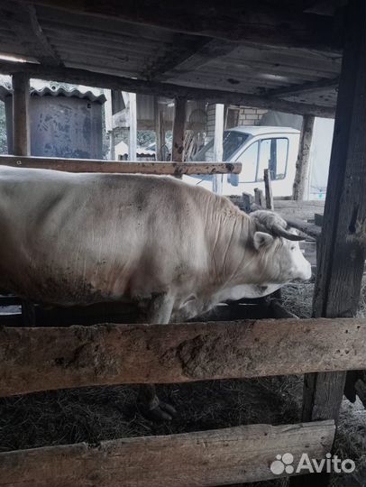 Быки на мясо