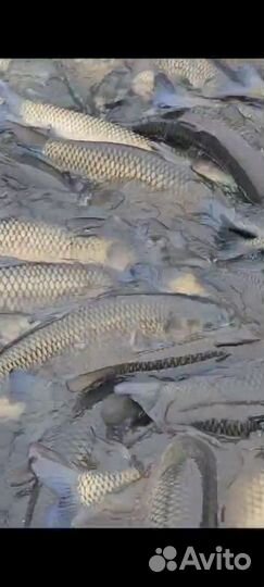 Продажа живая рыба