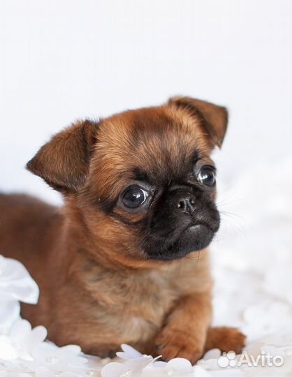 Брабансоны