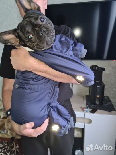 Комбинезон для средней собаки