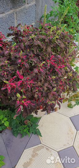 Продам цветы комнатные