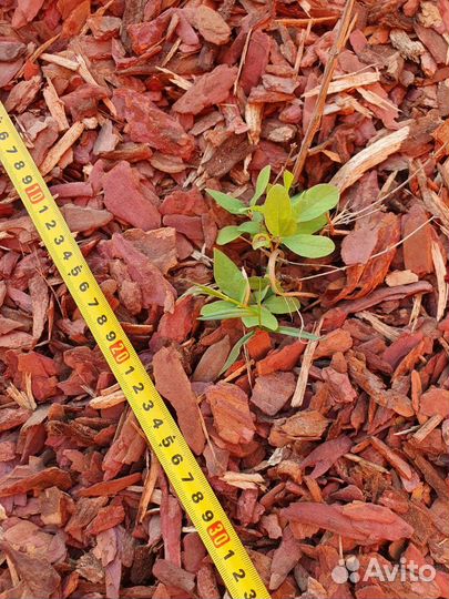 Кора сосны лиственницы мульча 50 л