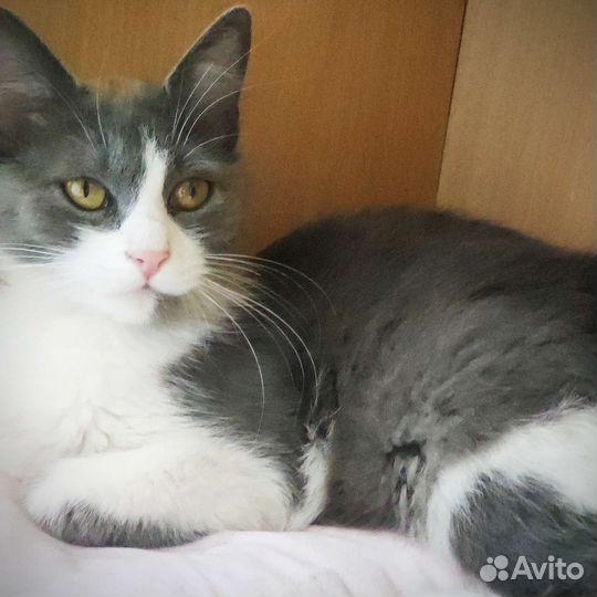 Кошка Дымка. Бесплатно в хорошие руки