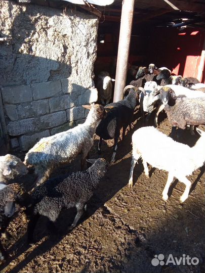 Овцы барашки