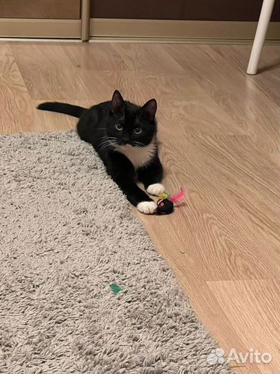 Мурзилка (котёнок, кошка, 8 месяцев)