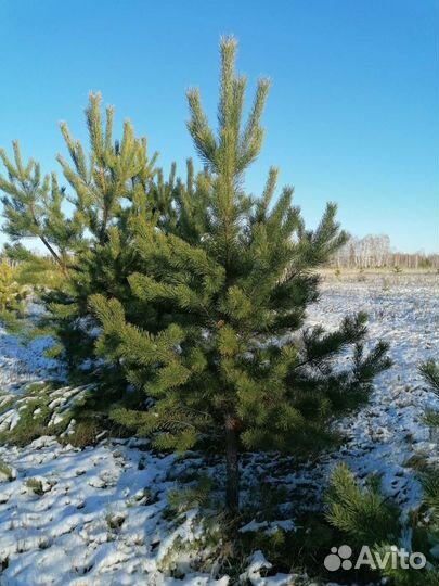 Новогодние елки сосны опт