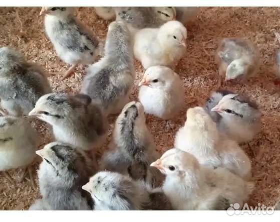 Яйцо и цыплята Борковская барвистая