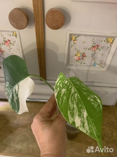 Монстера альба