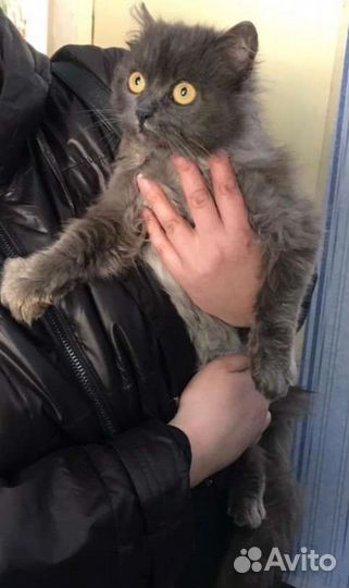 Стерилизованная кошечка