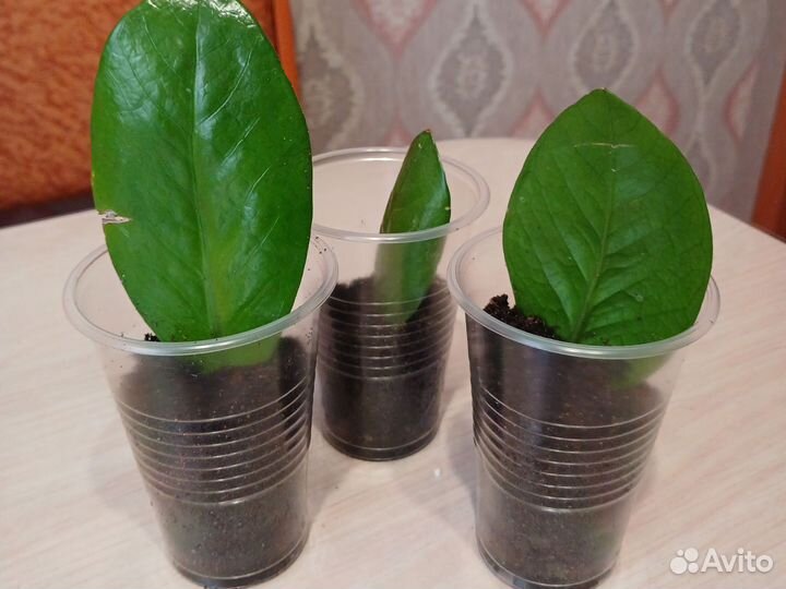 Замиокулькас