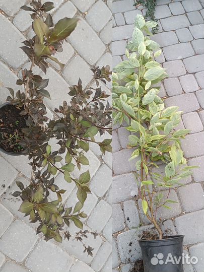 Кустарники, хвойники