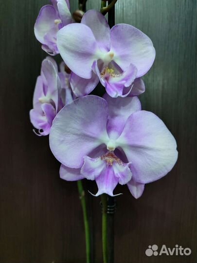 Орхидея фаленопсис биг лип