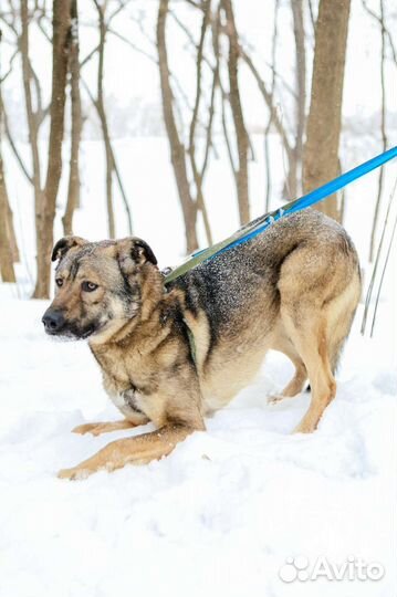 Красавец Тедди будет верным другом