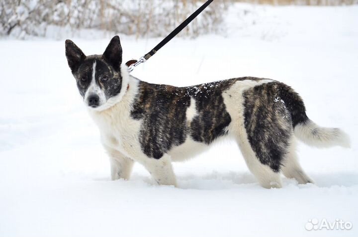 Щенок 7 мес девочка в добрые руки