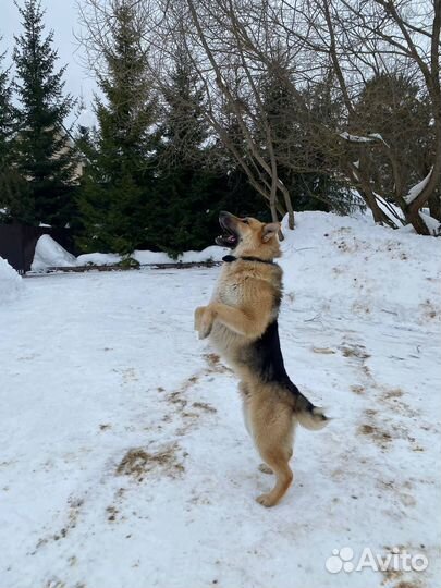 Метис овчарки