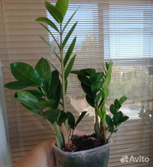 Замиокулькас