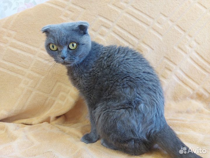 Британская вислоухая кошка