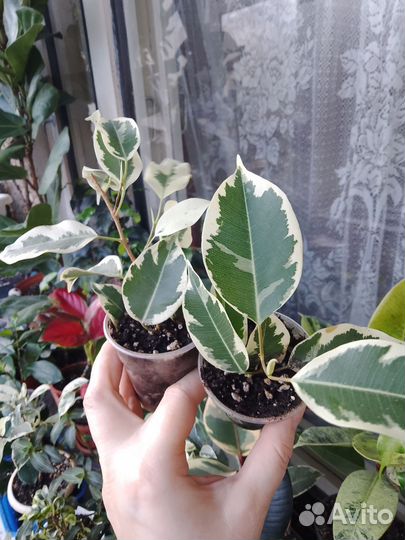 Отростки фикуса