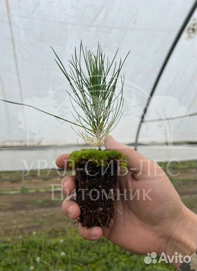 Сеянцы на лесовосстановление Горная сосна Мугус зк