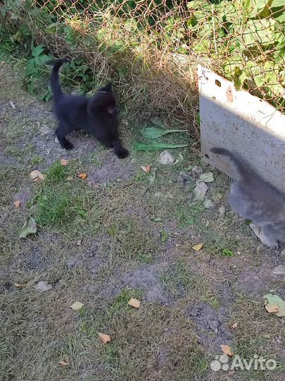 Котята в добрые руки бесплатно