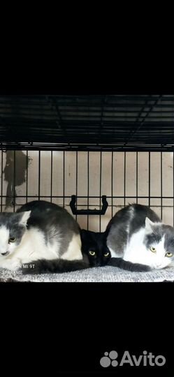 Три сестрички из подвала