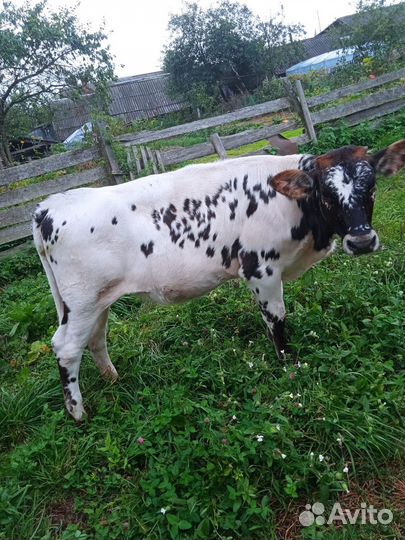 Телка 7 месяцев