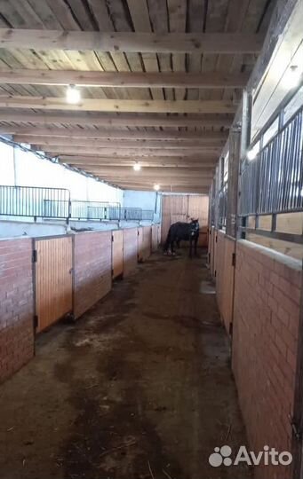Продается конюшня (животноводческая ферма)