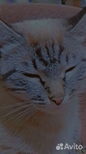 Сибирская кошка