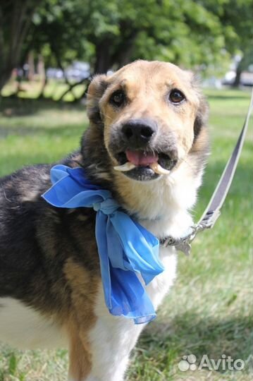 Особенная собака ищет дом