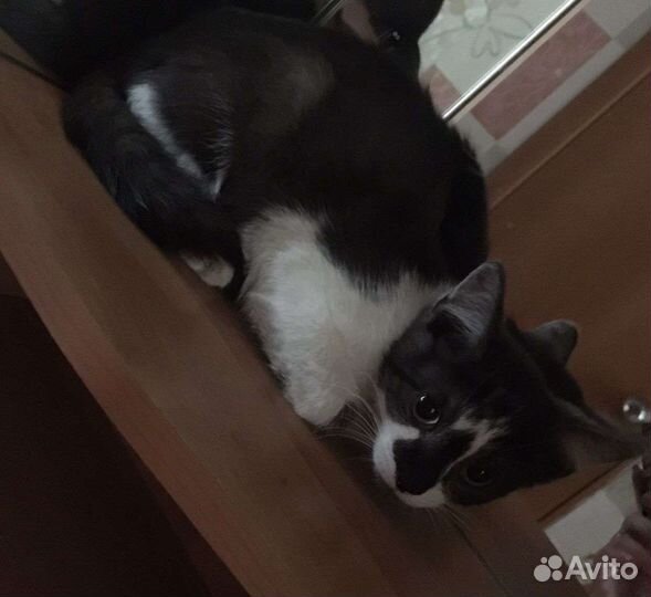 Котенок 3,5 месяца ищет дом