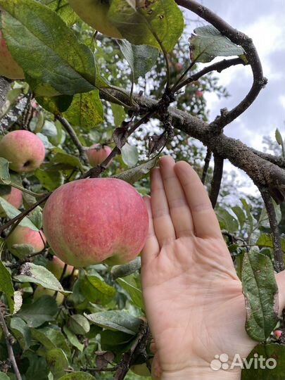 Яблоки штрифель