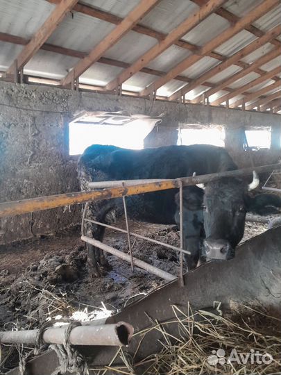 Бычки и быки