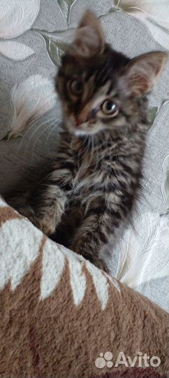 Кошечка ищет дом