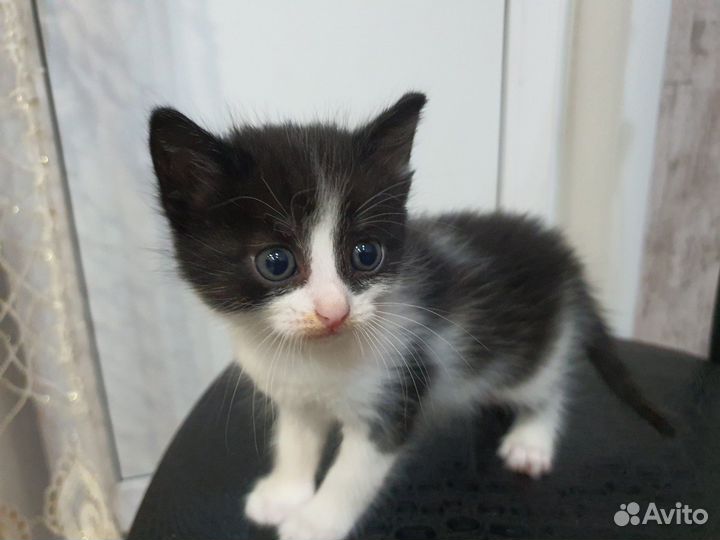 Отдам бесплатно