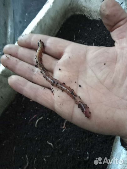 Черви для рыбалки