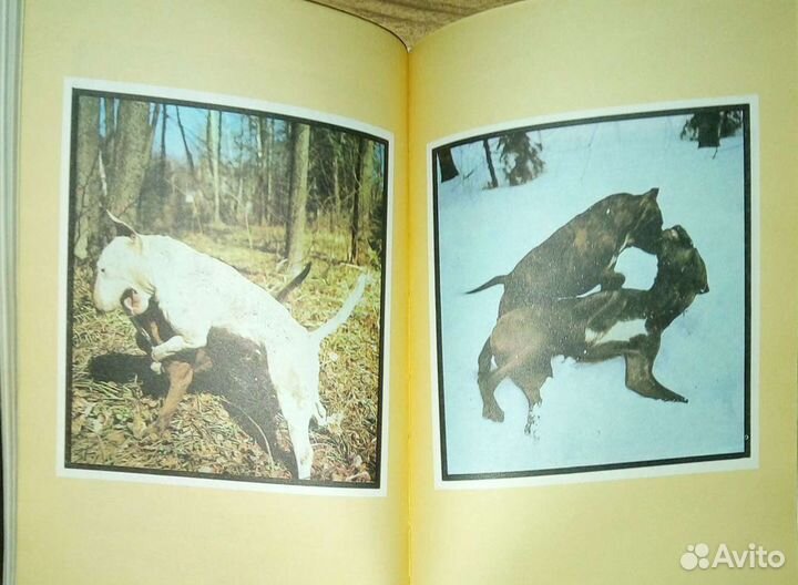 Клуб служебного собаководства. 1988