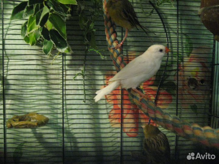 Зебровые амадины оранжевогрудые мармазеты и кенар