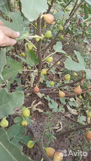 Инжир самоопыляемый красный