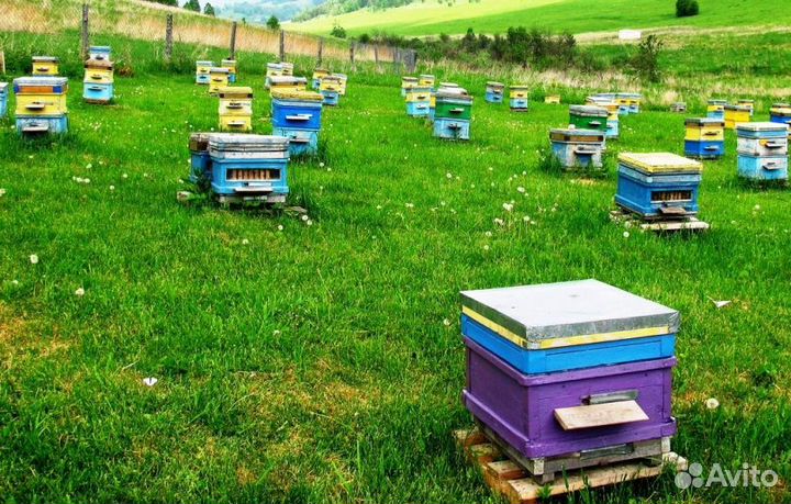 2024 Мед натуральный с Алтая опт