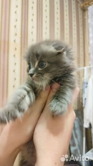 Вислоухий кот