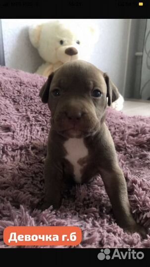 Щенки питбуля