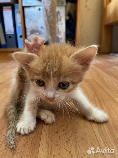 Котята в добрые руки девочки